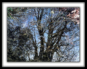 Tree Reflection, 3.24.08.