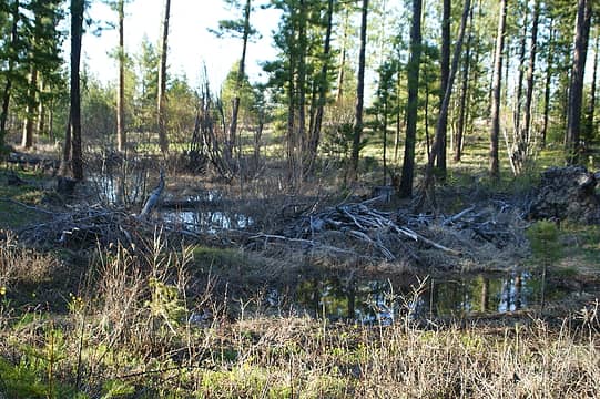 Marshy areas from the recent snow melt.