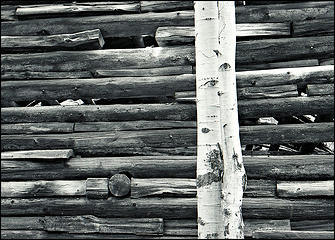 Abandoned cabin in Black Canyon, Eastern Washington. Nikon N2000, Nikkor 28-50mm f3.5 AIS, Ilford XP2 film.