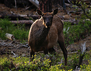 Pregnant elk near Liberty, Wash. 
Nikon D50, Nikkor 300mm ED-IF