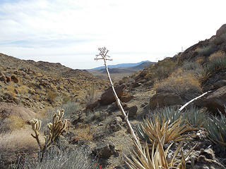 Desert agave