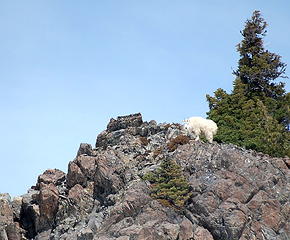 Curious mountain goat