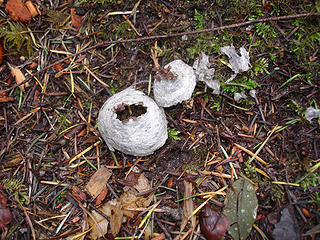 Fallen wasp nest