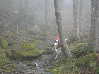 Whippet in the mist