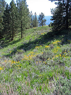 Open slopes filled with wildflowers.