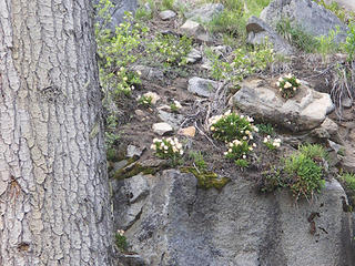 Rock Roses high in the cliff wall