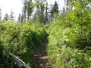 Rattlesnake Mountain Trail in clearcut area.