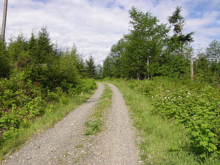 Old Logging road Rattlesnake Mountain Road.