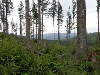 Rattlesnake Mountain trail clearcut views from past Stan's overlook.