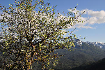 Blossoms and Old Scab Mountain