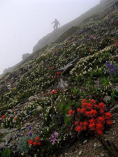 Flowers in the fog 4 (my favorite)