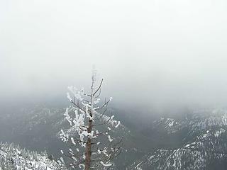 Frost/ice on trees at summit