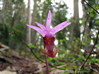 Calypso-Orchid