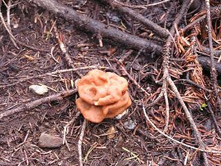 Fungus among us!