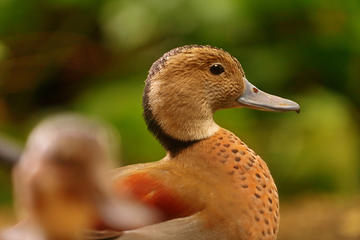 3- Redhead duck
