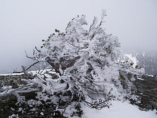 Fresh Snow on Tree -- Hawkins Peak ridge (RossB)