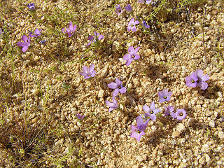 The desert itself seemed to be in bloom