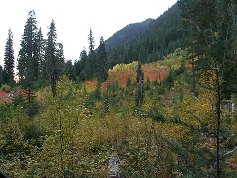 Fall color along Indian Head Creek Trail
