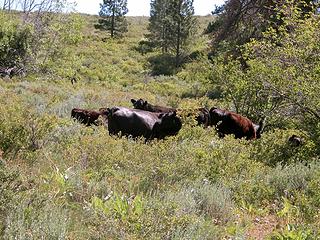 Cattle range.JPG