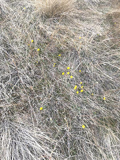 Buttercups on north face of Saddle Rock
