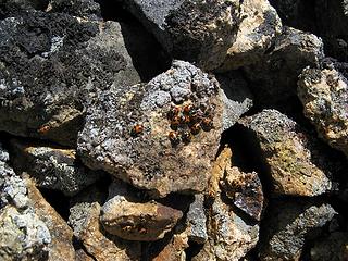 Ladybugs on overturned summit rock