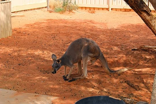 Skippy, the bush kangaroo