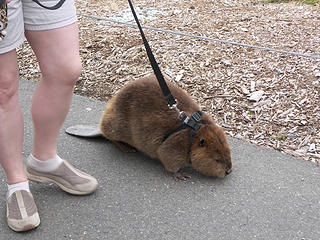 Takin' the beaver for a stroll