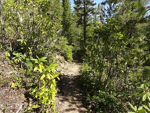 The first mile of the trail has a lot of rhodies.