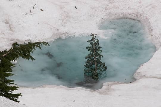 Poor frozen tree in meltwater