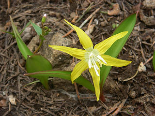 Avalanche lilly