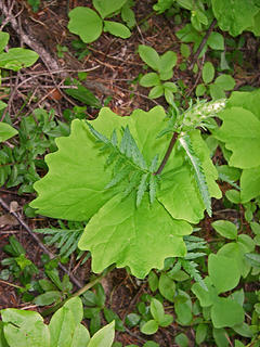 Extremely rare vanilla leaf bracked lousewort