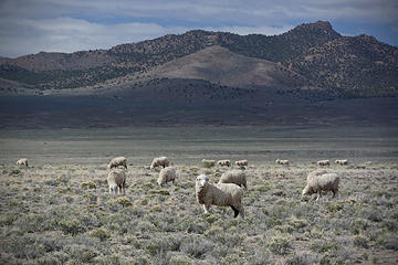 Great Basin sheep