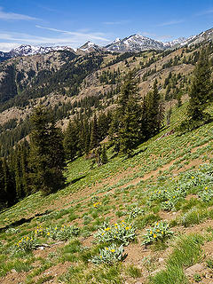 Miller Peak trail in foreground