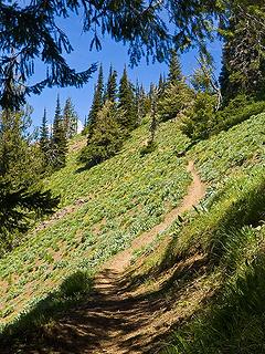 Miller Peak trail