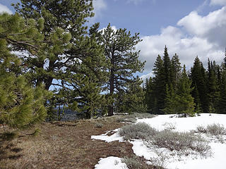 Pines, clouds, snow and sage brush.