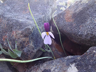 Sagebrush Violet  on The Island.