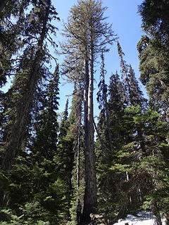 An enormous Western Larch along the trail just before Manastash Lake.