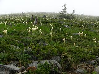 Looking up the Bandera climb, covered in Bear grass