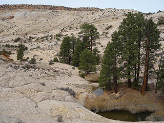 water and pine slickrock basin