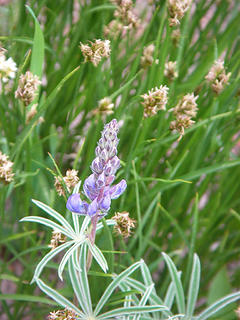 Lupine and sedges