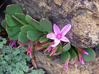 Pink flower and rock
