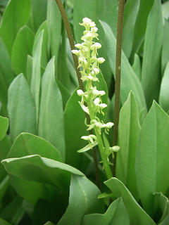 "white  bog orchid"