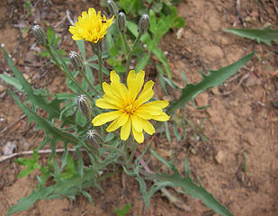 Lyall's goldenweed
