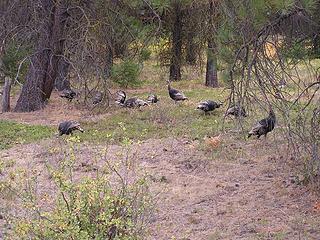 Flock of Wild Turkeys on Middle Fork Road