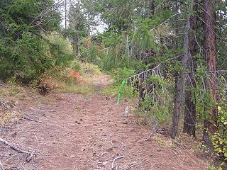 Green ribbon trail marker on trail start off of road