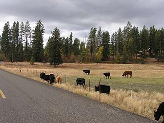 The grass IS greener on the other side of the fence!  Cows loose on West Teanaway.