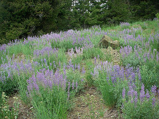 Ho hum another lupine draped slope