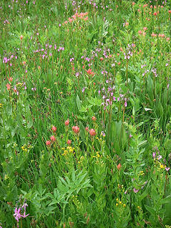 Paintbrush, shooting star, sedges, white bog orchid and yellow stuff