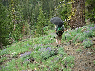 A hiker descends flowery slope in the rain