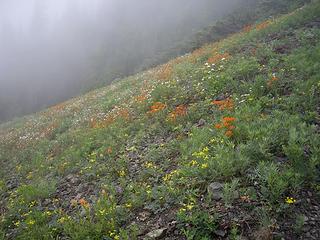 Wild flowers II - Big Quil Trail 2008